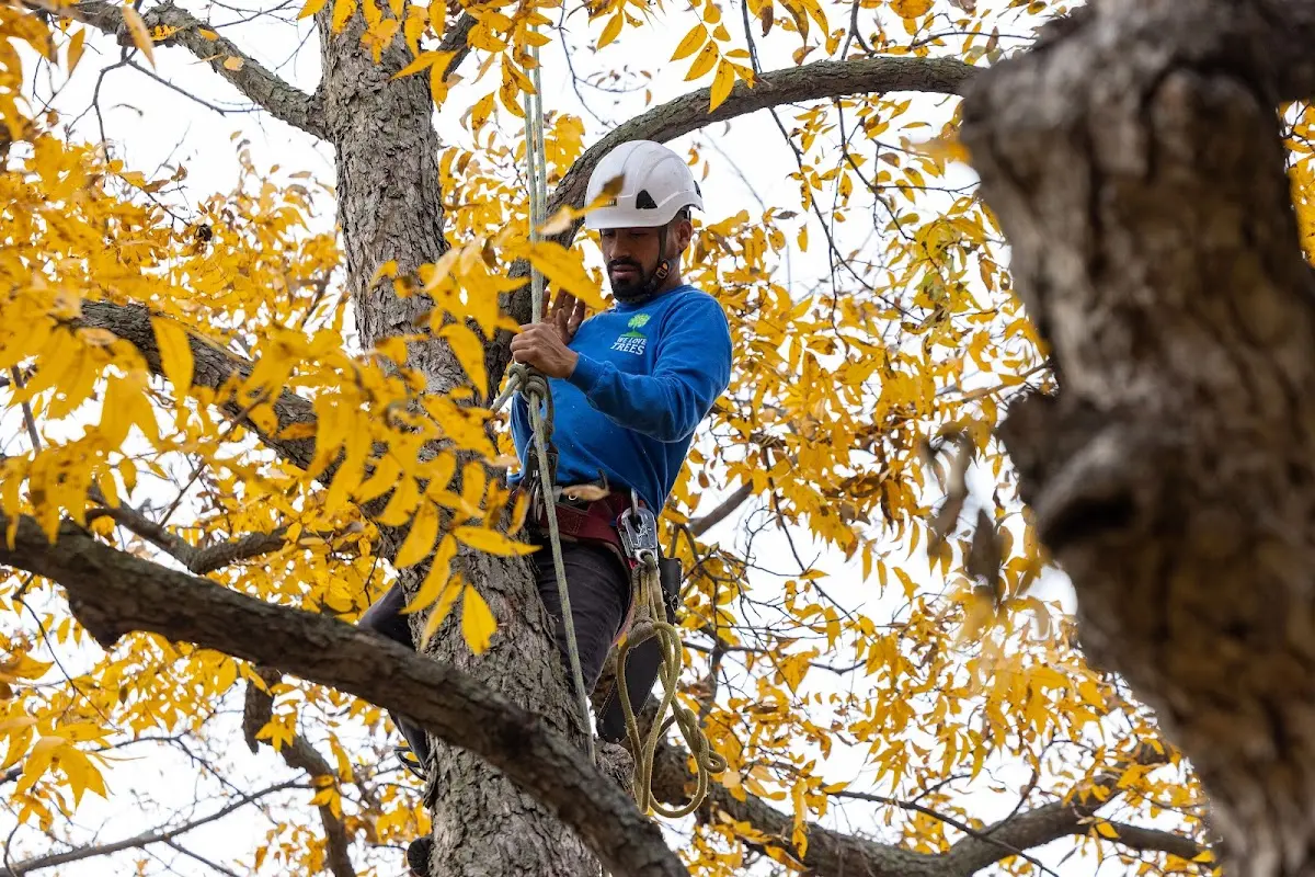 Skilled Tree Trimming crew working in Howe
